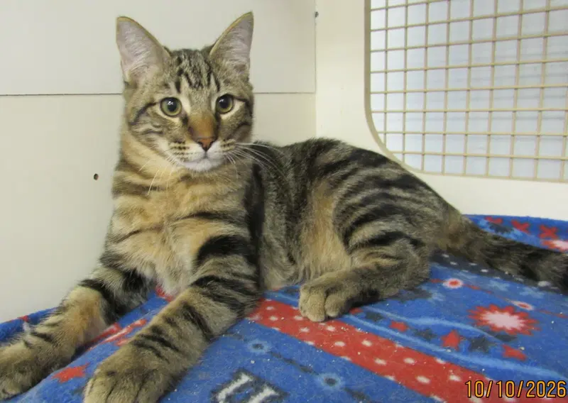 Pop, a male Tabby kitten up for adoption