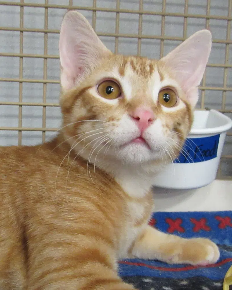 Snap, a male Tabby kitten up for adoption