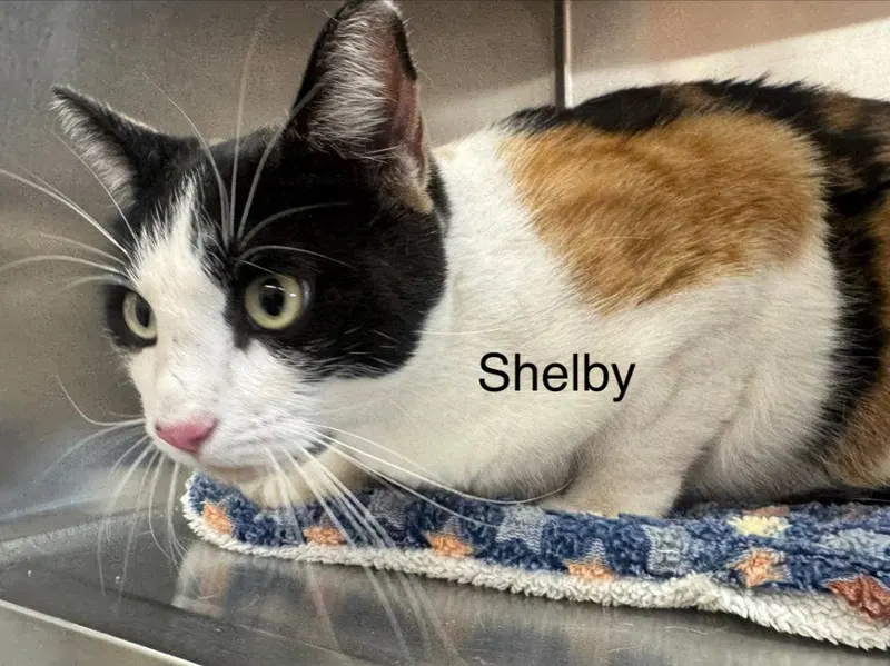 Shelby, an adult female cat up for adoption
