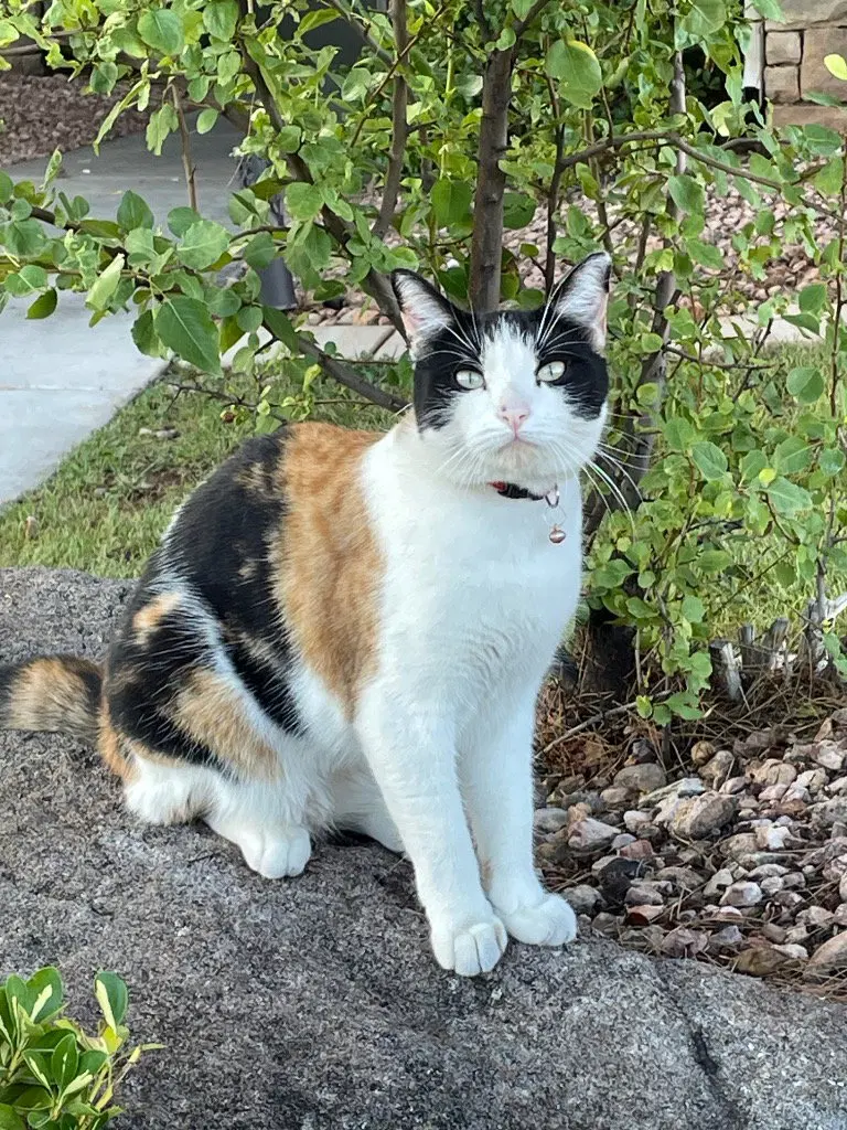 Shelby, photo 2