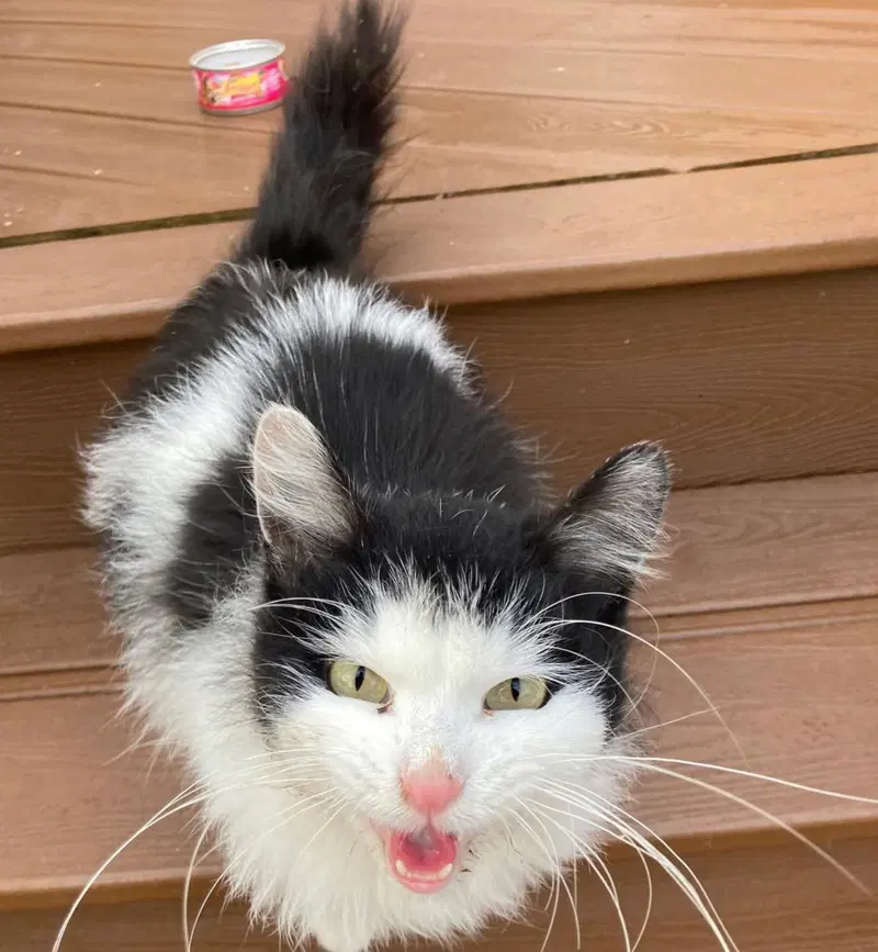 Fuzzy Tail, photo 2