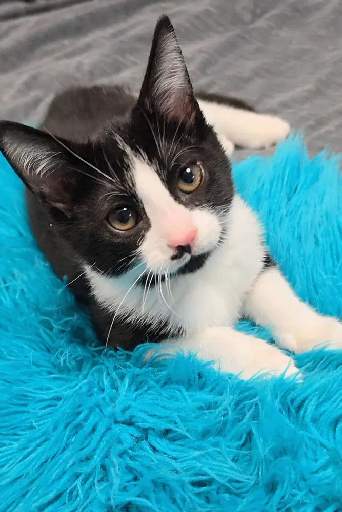 Dexter, a male kitten up for adoption