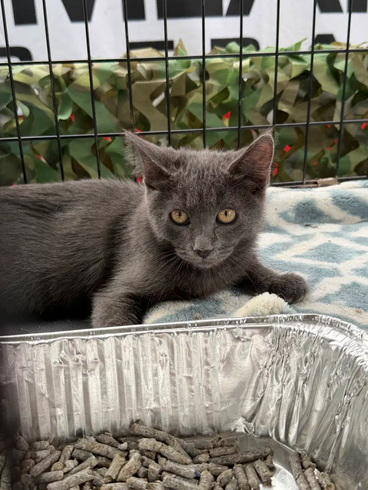 Czar, a male kitten up for adoption