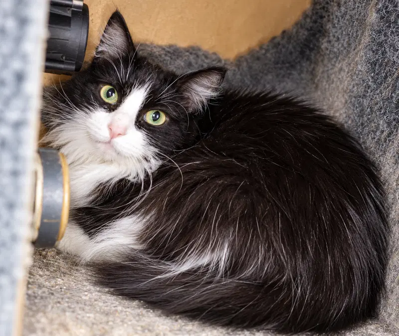 Denny, an adult female Maine Coon cat up for adoption