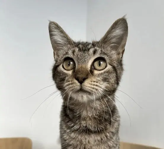 Marlo, a female Tabby kitten up for adoption