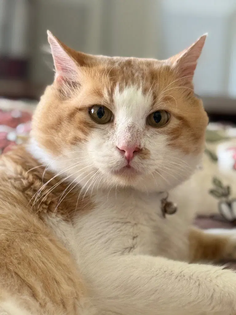 Sir Charles, an adult male cat up for adoption