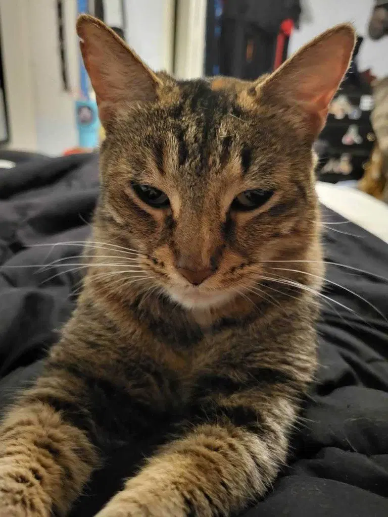 Mishi, an adult female Tabby cat up for adoption