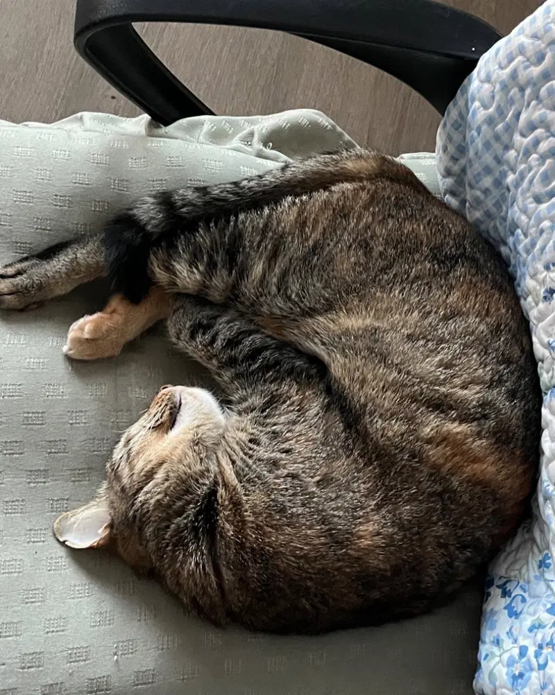 Mishi, photo 3