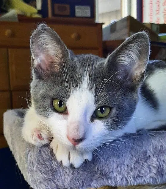 Kitten Udon, a male kitten up for adoption