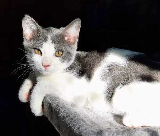Kitten Udon, photo 2