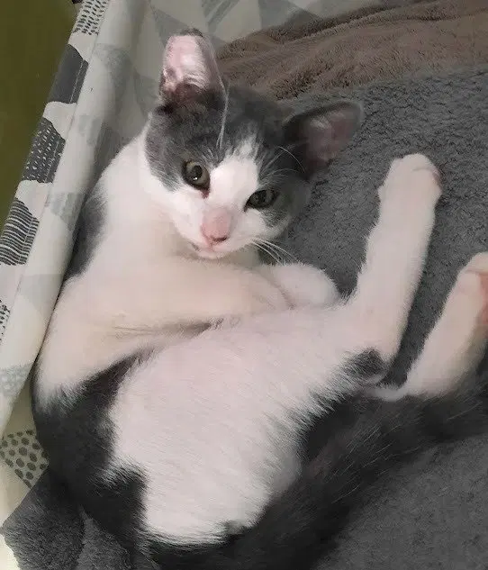 Kitten Udon, photo 3