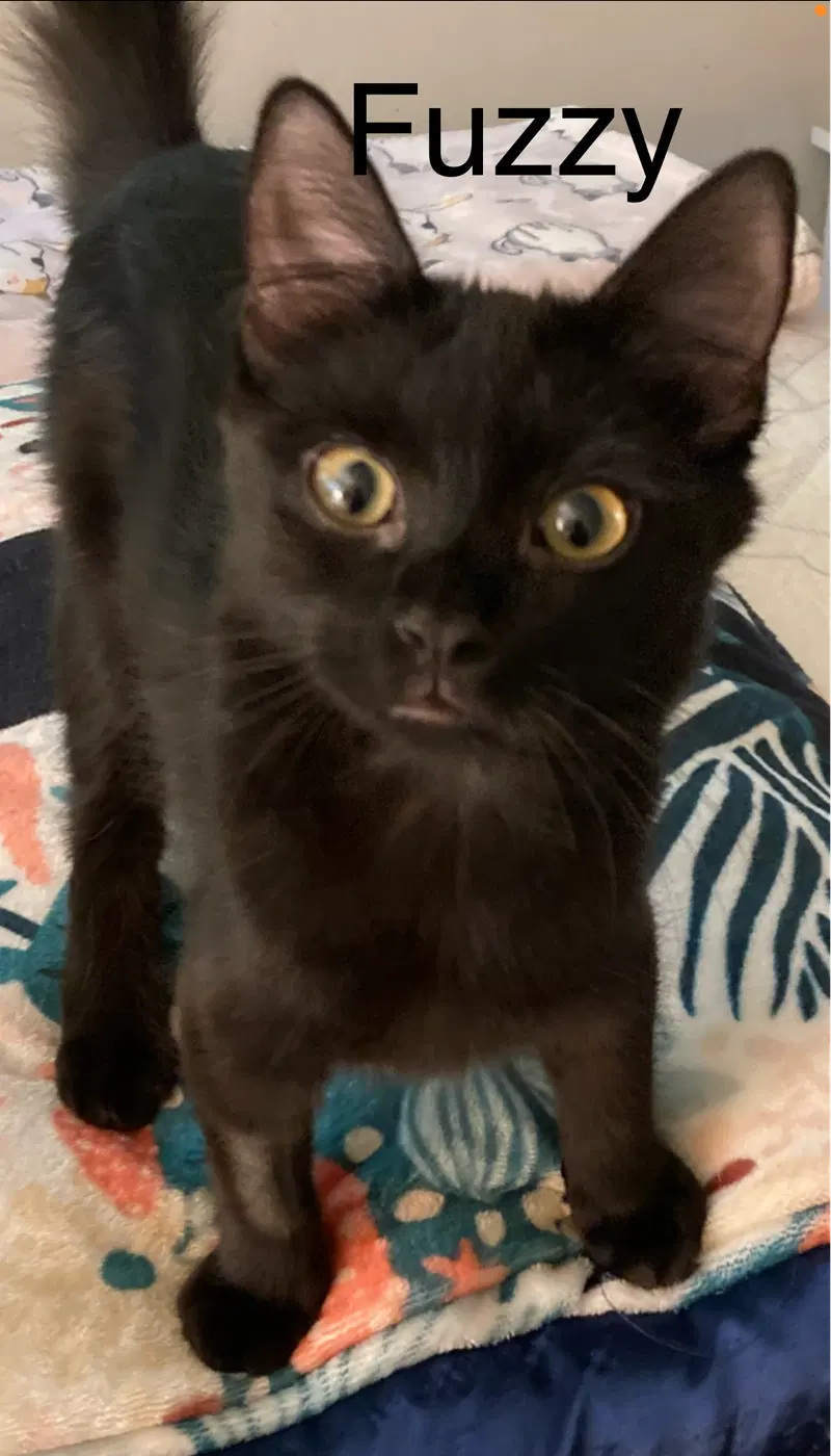 Fuzzy, a young female cat up for adoption