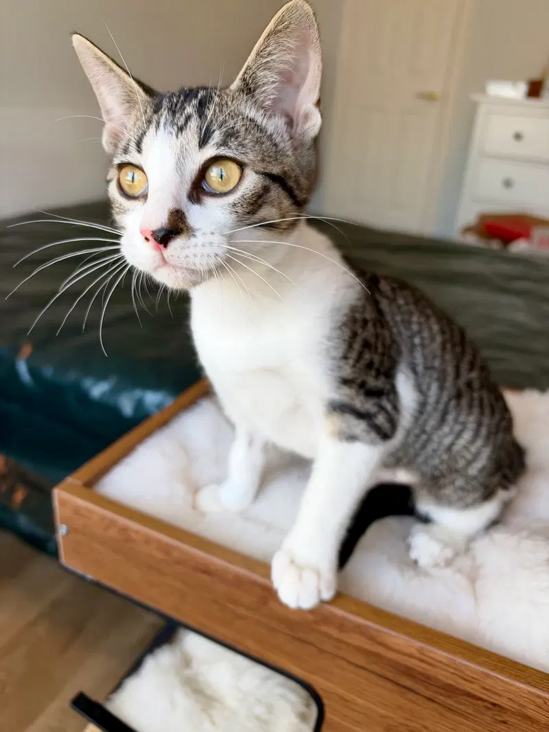 Penelope, a young female cat up for adoption