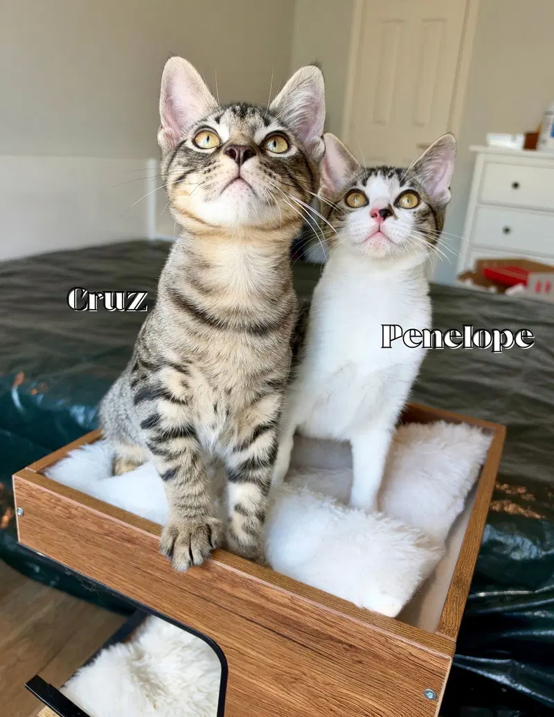 Penelope, photo 3