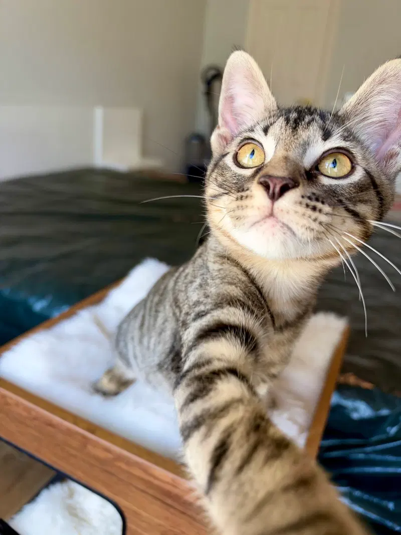 Cruz, a young male cat up for adoption