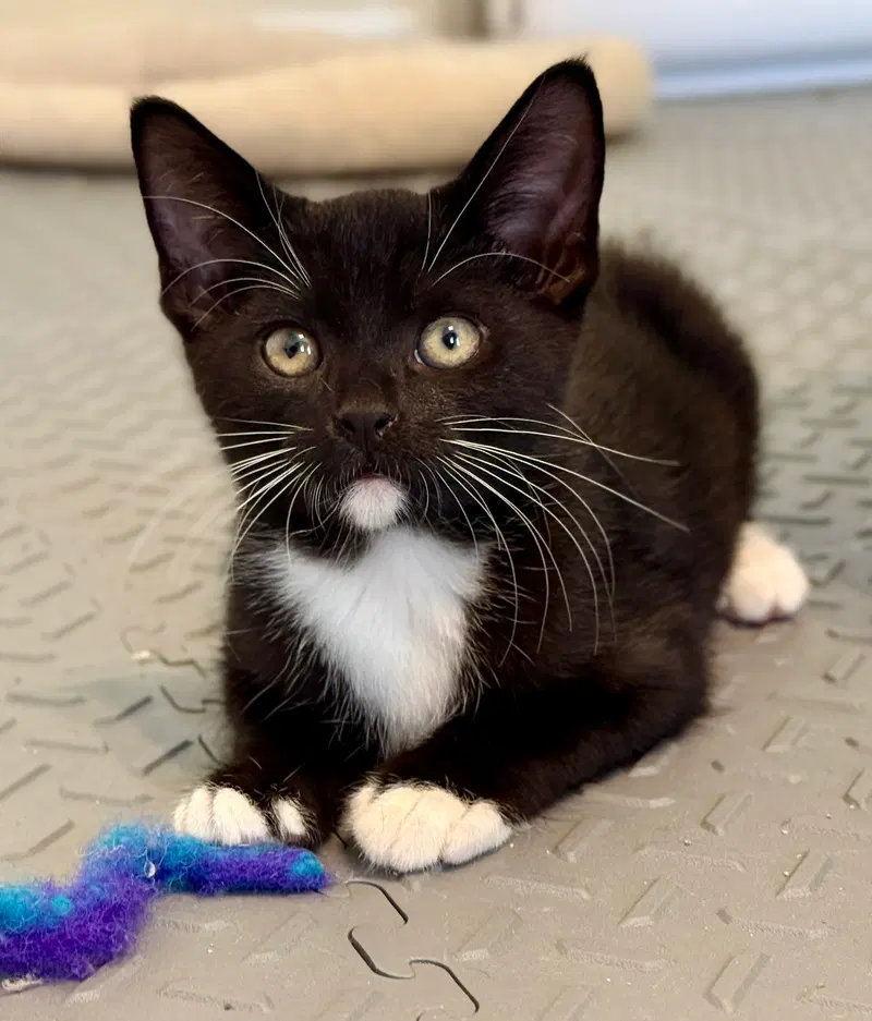 Austin, a male cat up for adoption
