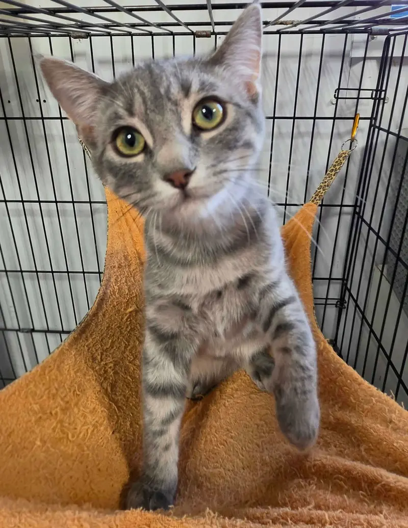 Fajita, a young male cat up for adoption