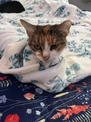 Geraldine, photo 5