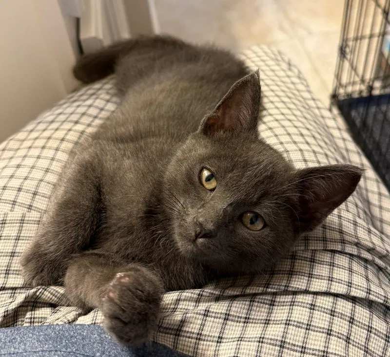 Alfa Romeo, a male cat up for adoption