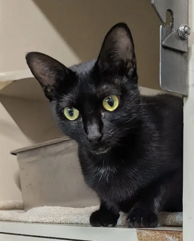 Brenda Lee, an adult female cat up for adoption