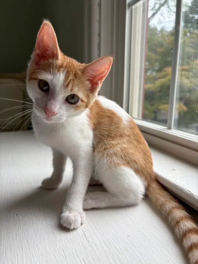 Peanut Butter, a young male cat up for adoption
