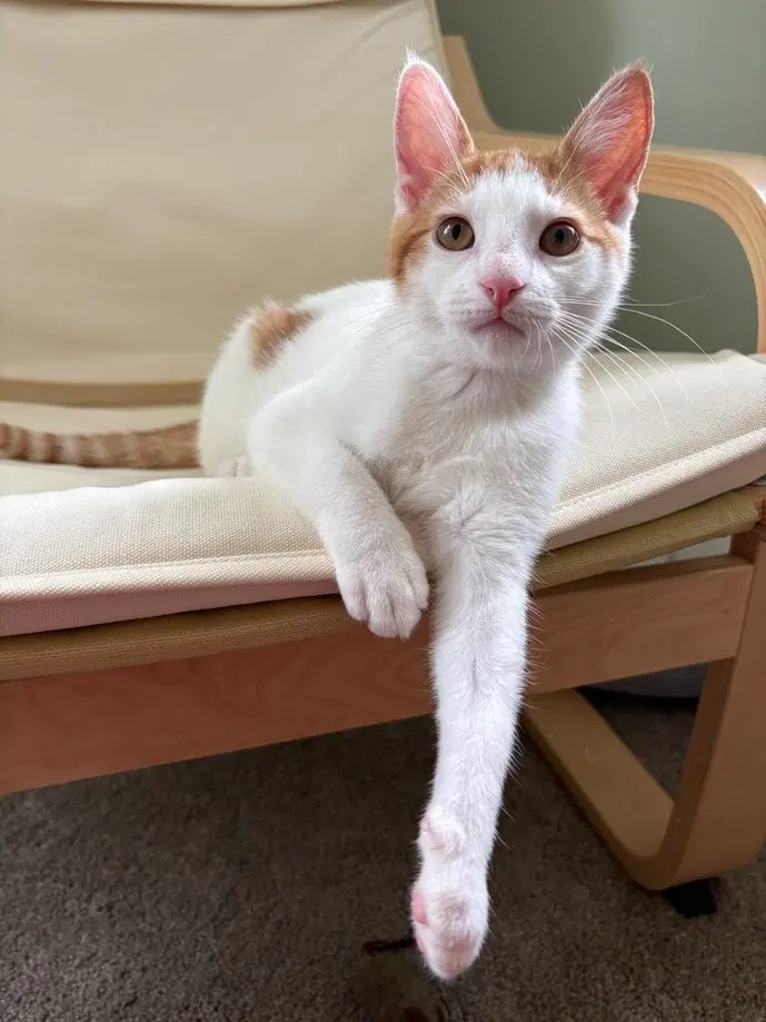 Marshmallow, a young male cat up for adoption