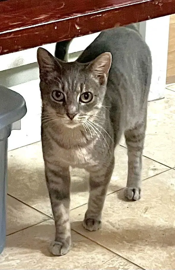 Birdie, an adult female cat up for adoption