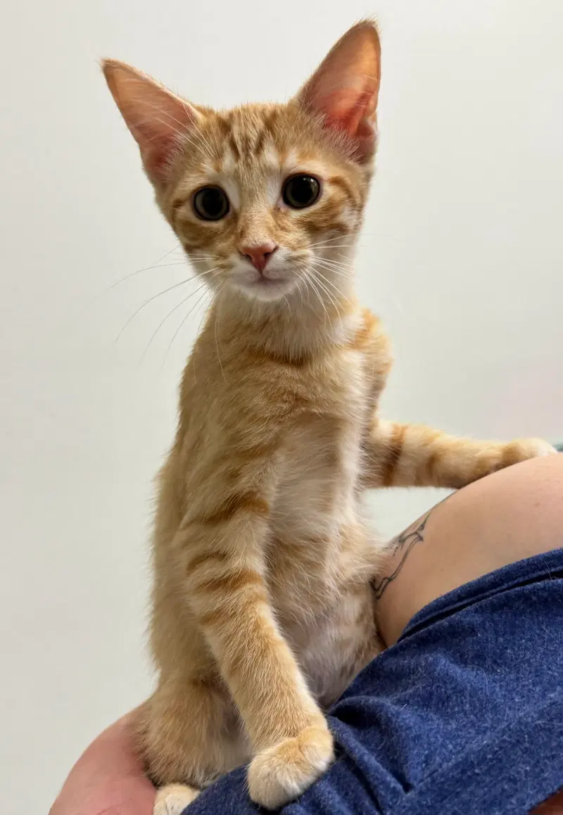 Catalina, a female kitten up for adoption