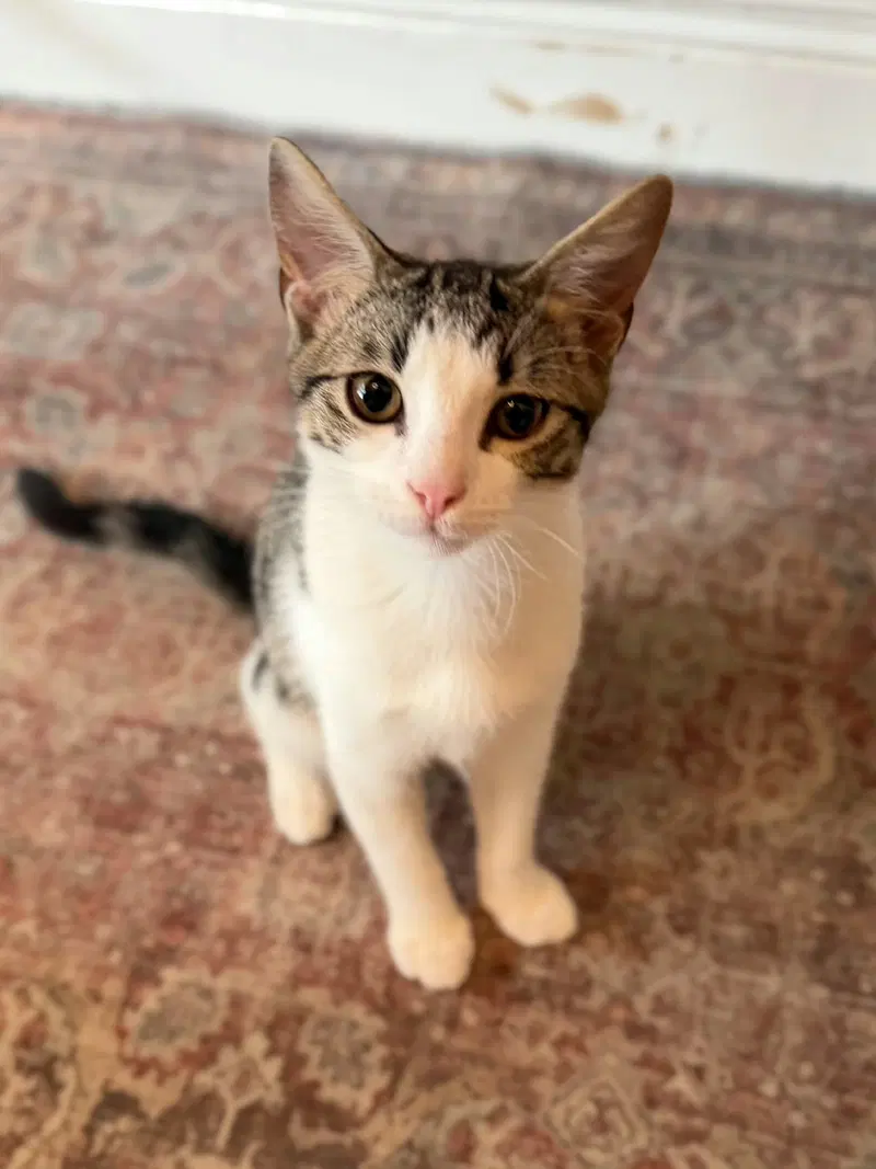Band Camp, a young male cat up for adoption