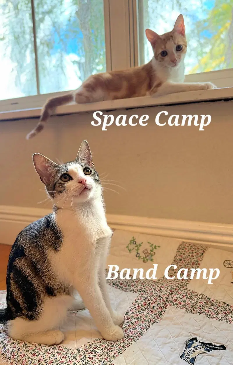 Band Camp, photo 5