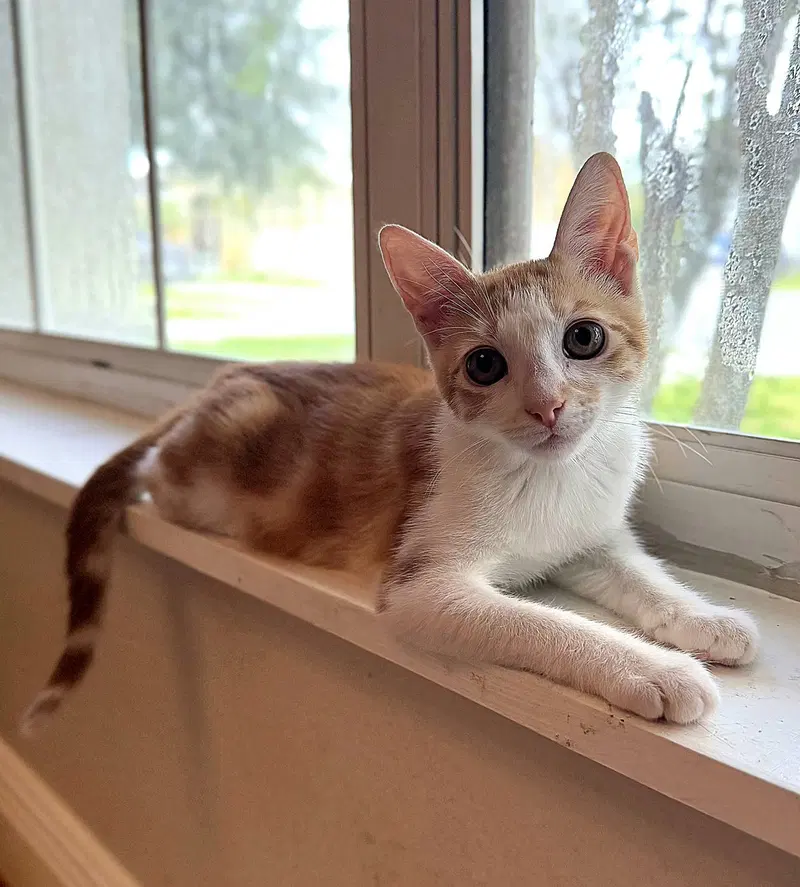 Space Camp, a young female cat up for adoption