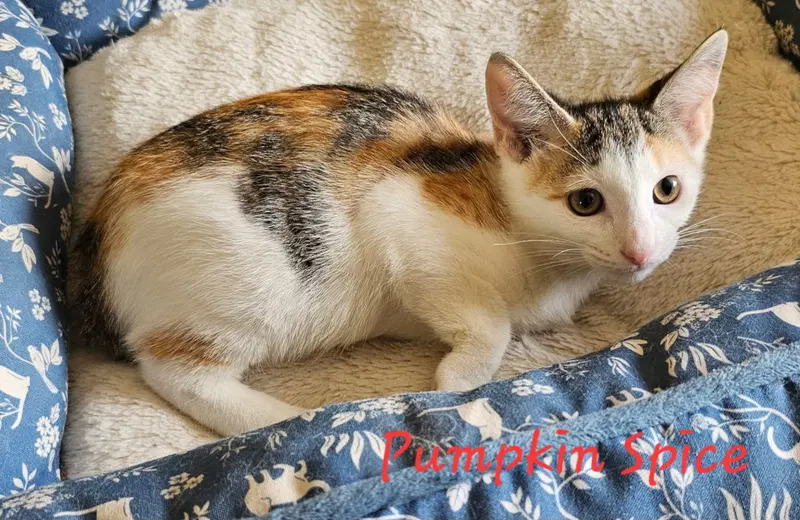 Pumpkin Spice, a female kitten up for adoption