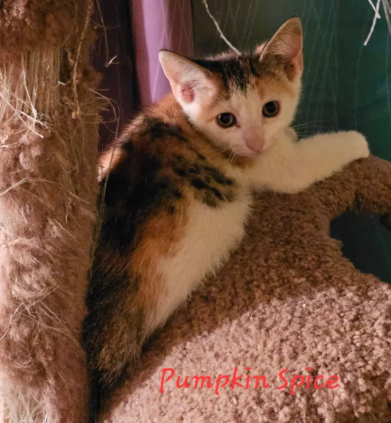 Pumpkin Spice, photo 2