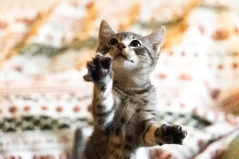 Lovebug, a male kitten up for adoption
