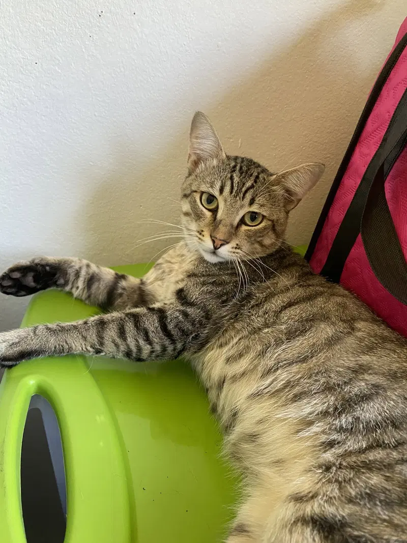 Pepper Jack, an adult male cat up for adoption