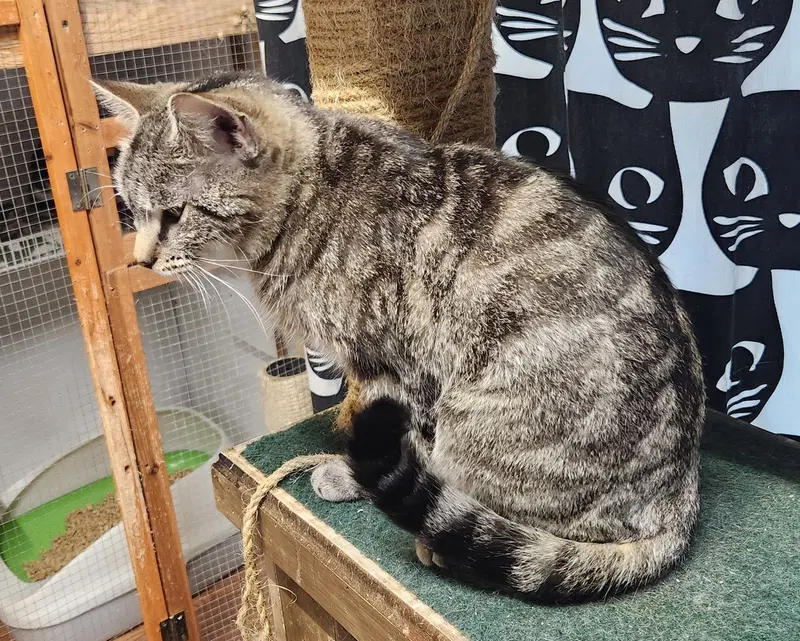 K, a young male cat up for adoption