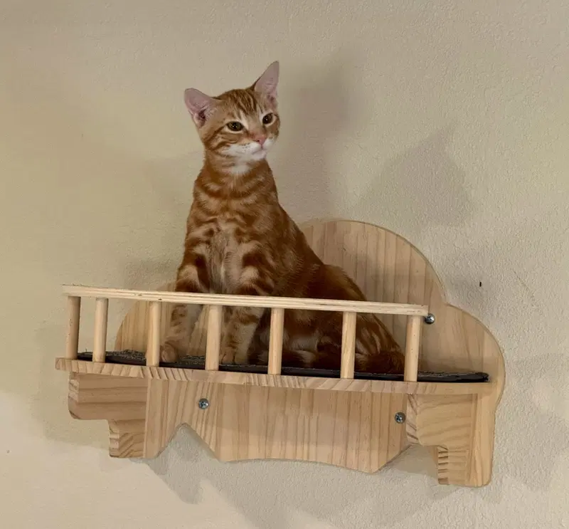 Grant, a young male cat up for adoption