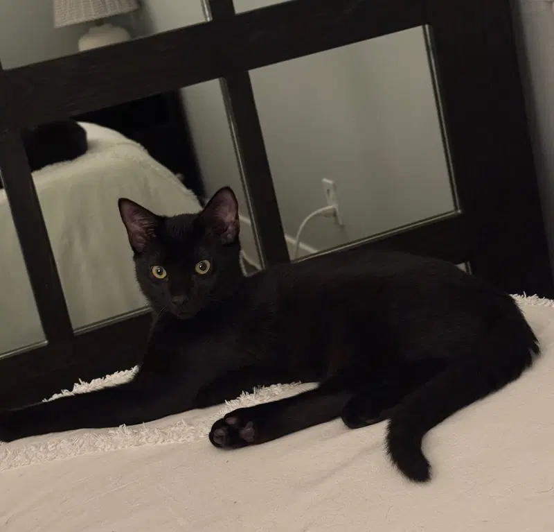 Malcolm, a young male cat up for adoption