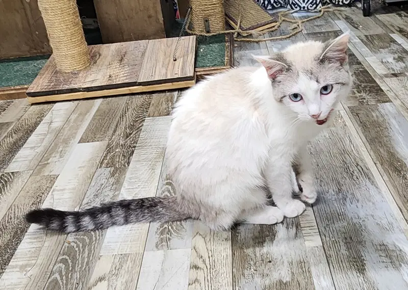 Tips, a young male cat up for adoption