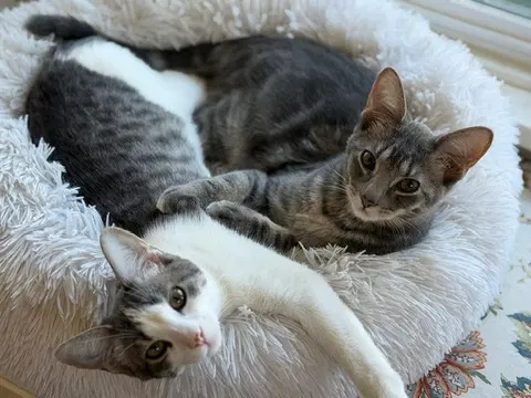 Watch the video of Ber and Bolo