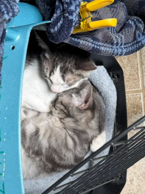 Ber and Bolo, photo 3