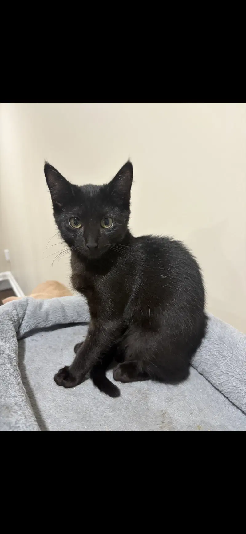 Elfie, a female kitten up for adoption