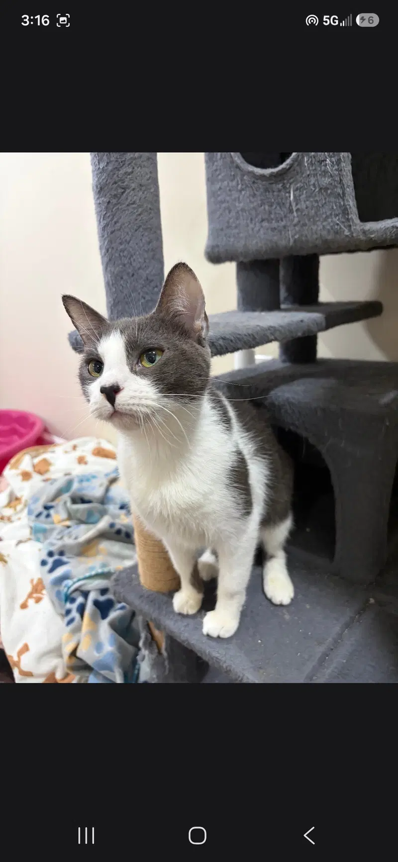 Anna, an adult female cat up for adoption