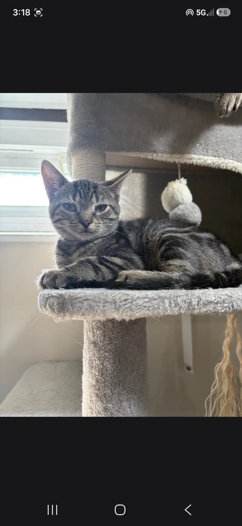 Crouton, a female kitten up for adoption