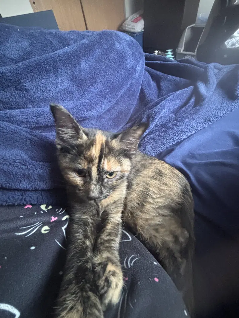 Kitten Peach, photo 3