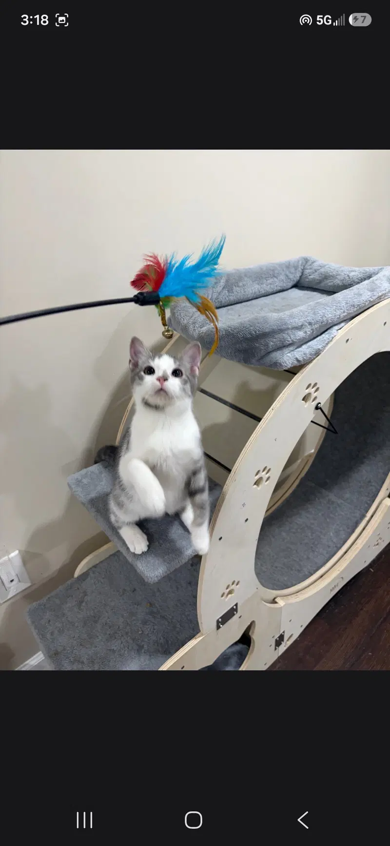 Dorito, a female kitten up for adoption