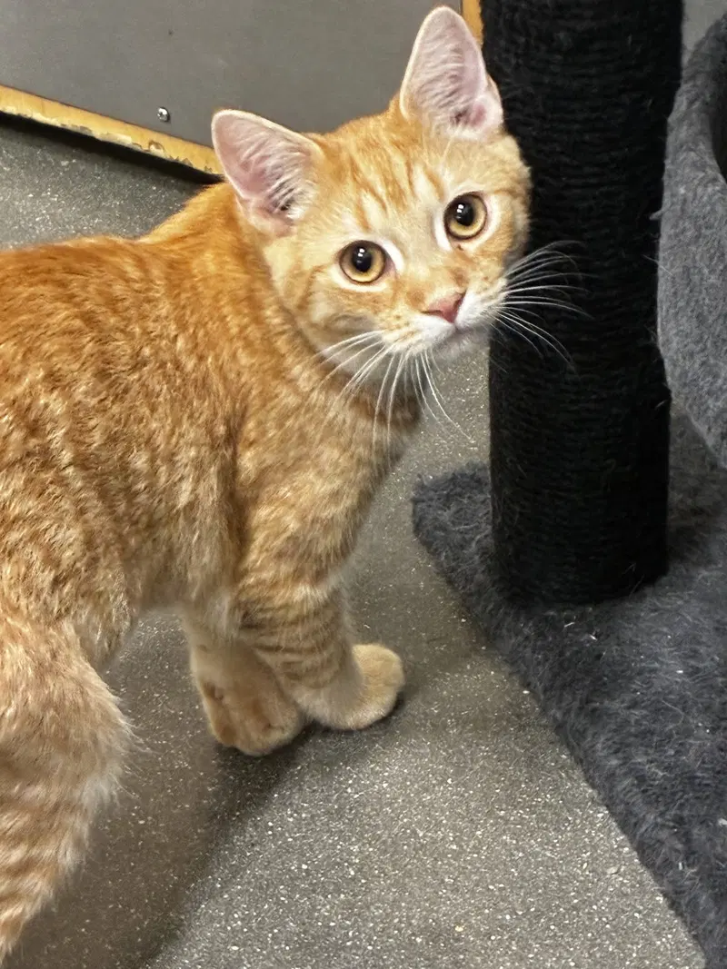 Peach Cobbler (FCID/06/2026, a young male Tabby cat up for adoption