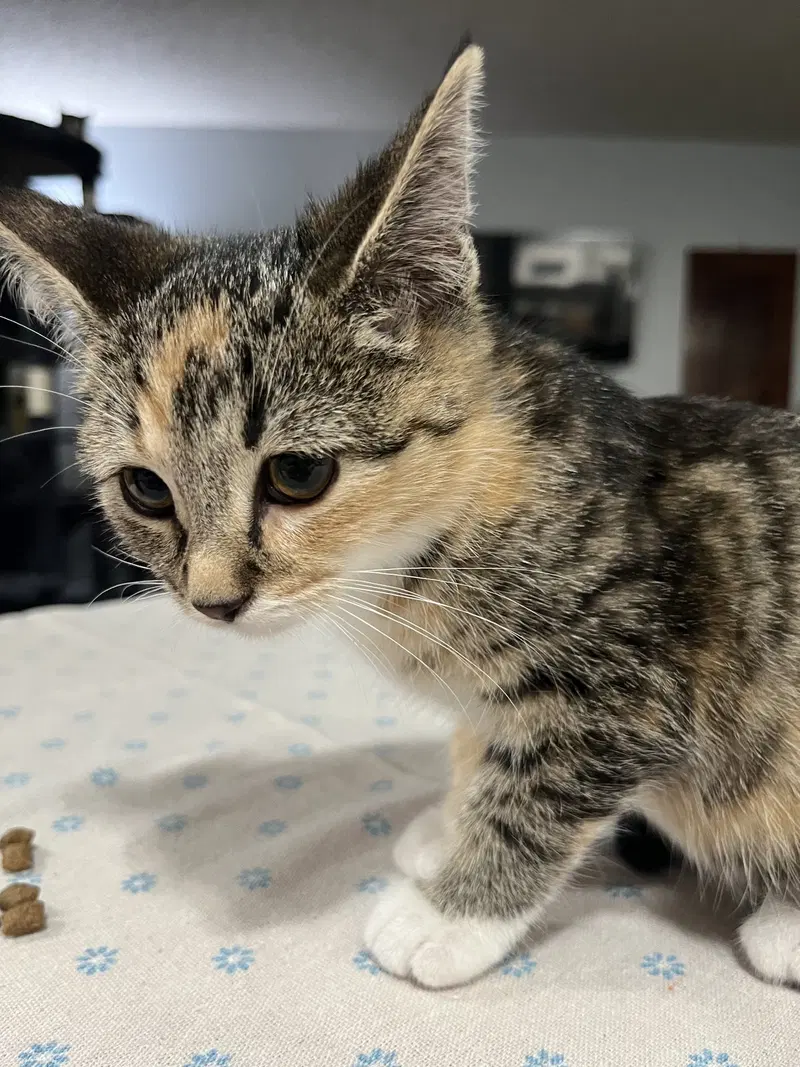 Anastasia, a female Calico kitten up for adoption
