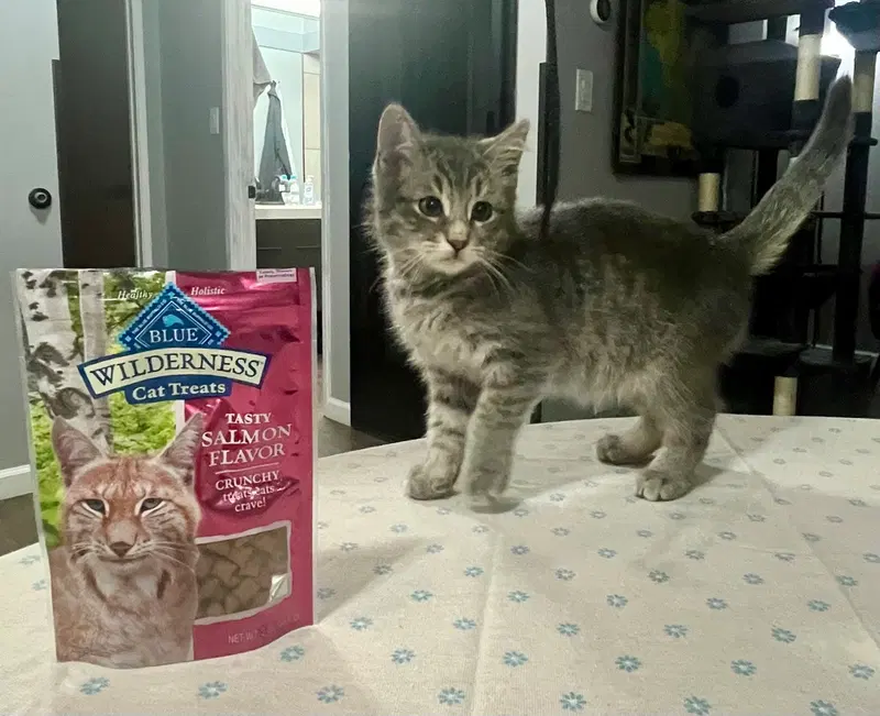 Gabriel, a male Tabby kitten up for adoption