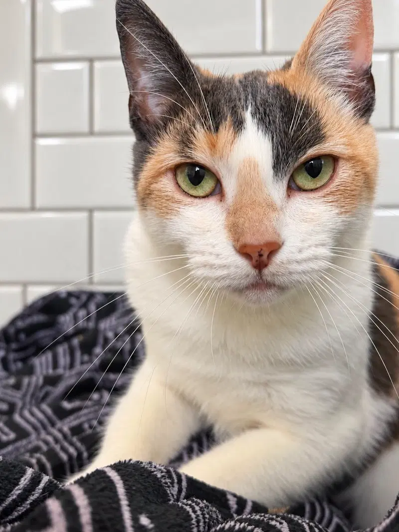 Stella, a young female Calico cat up for adoption